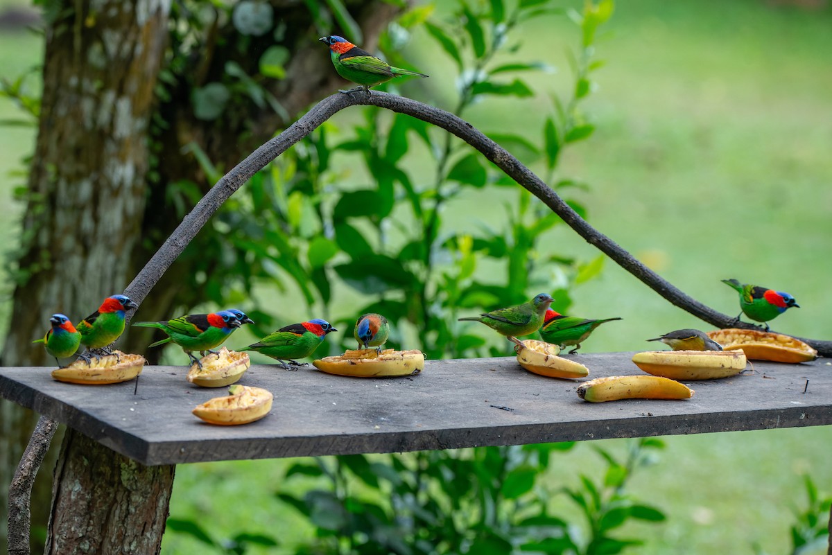 Red-necked Tanager - ML651006799