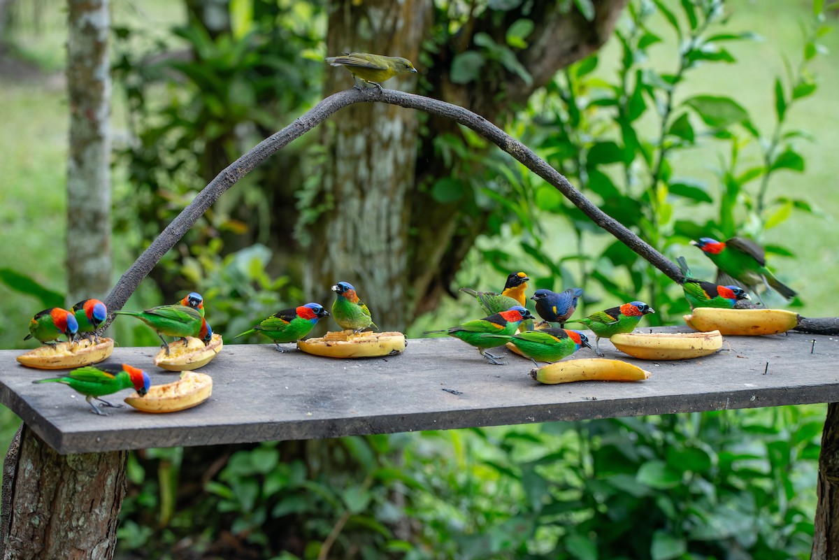 Red-necked Tanager - ML651006800