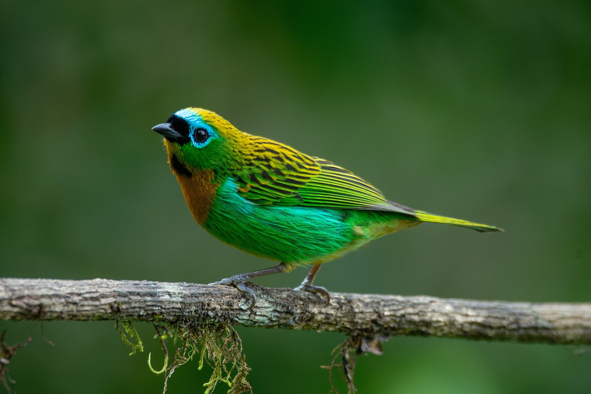 Brassy-breasted Tanager - ML651006831