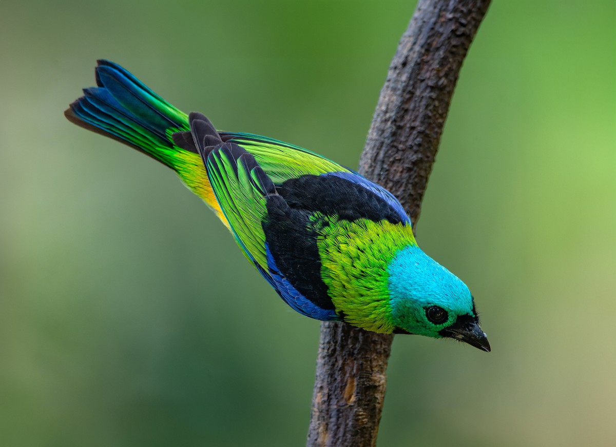 Green-headed Tanager - ML651006855