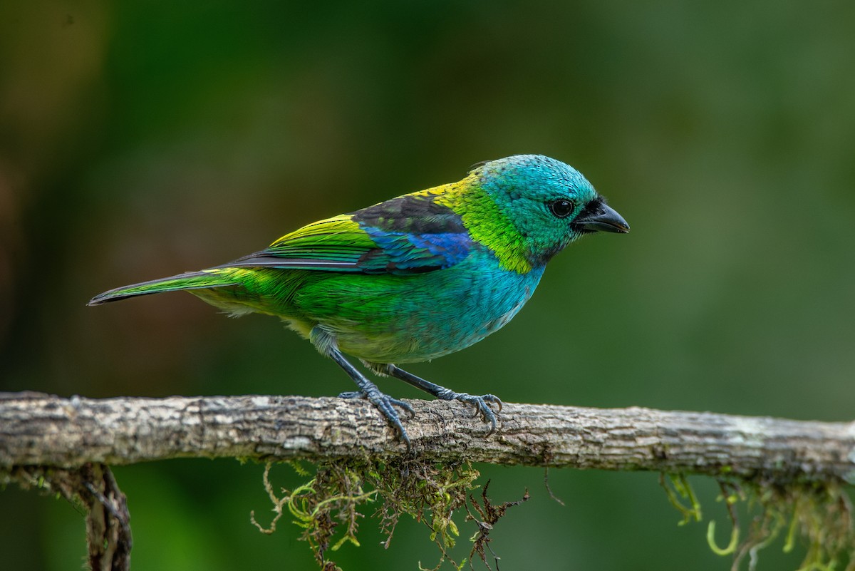 Green-headed Tanager - ML651006856