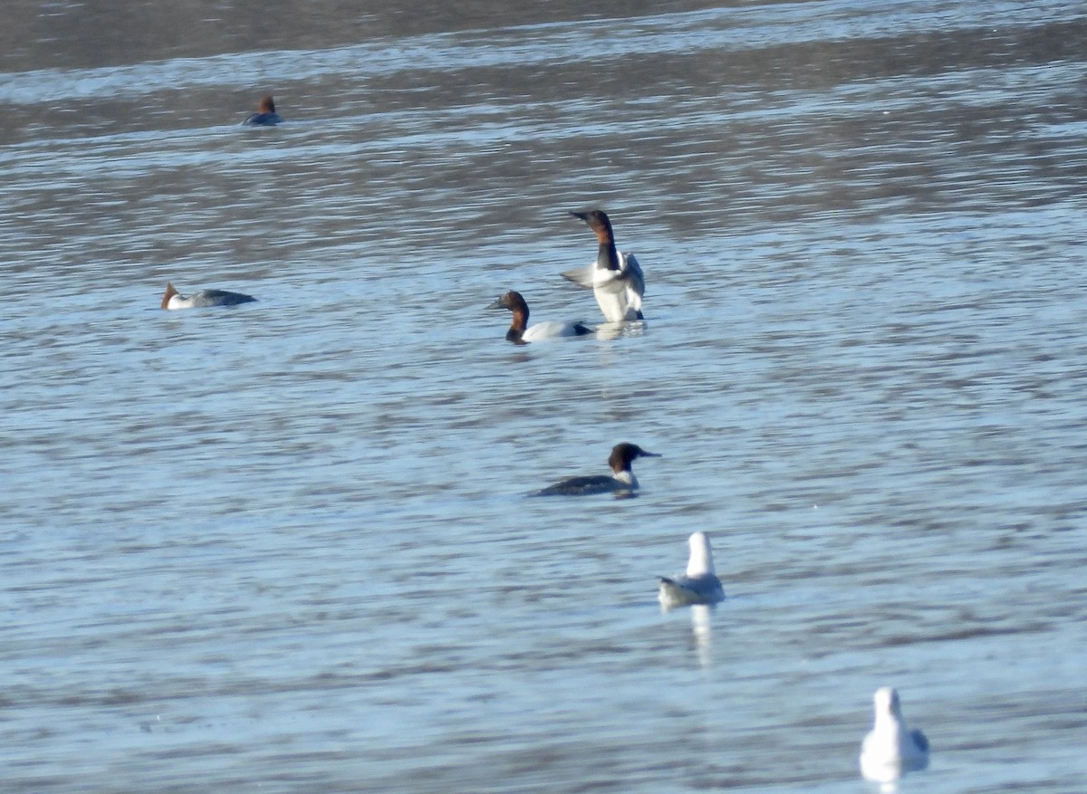 Canvasback - ML651006873