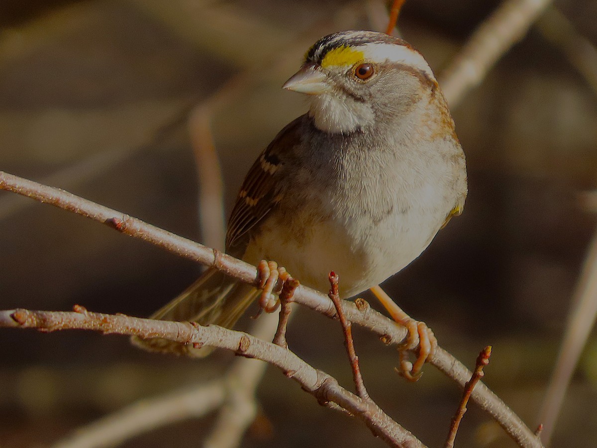 White-throated Sparrow - ML651006975