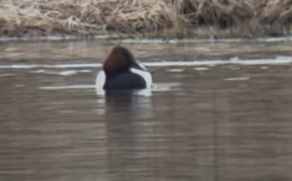 Canvasback - ML651007038