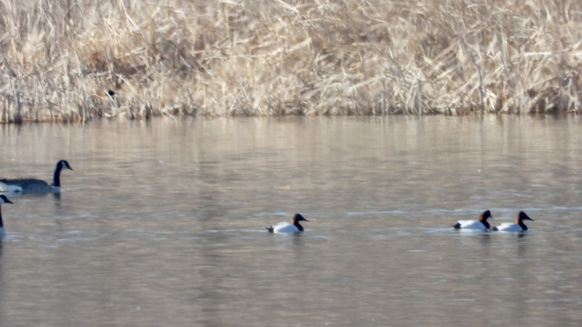 Canvasback - ML651007198