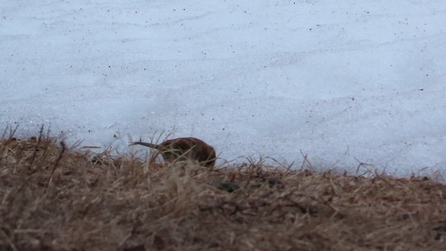 Карнатка польова - ML651007236