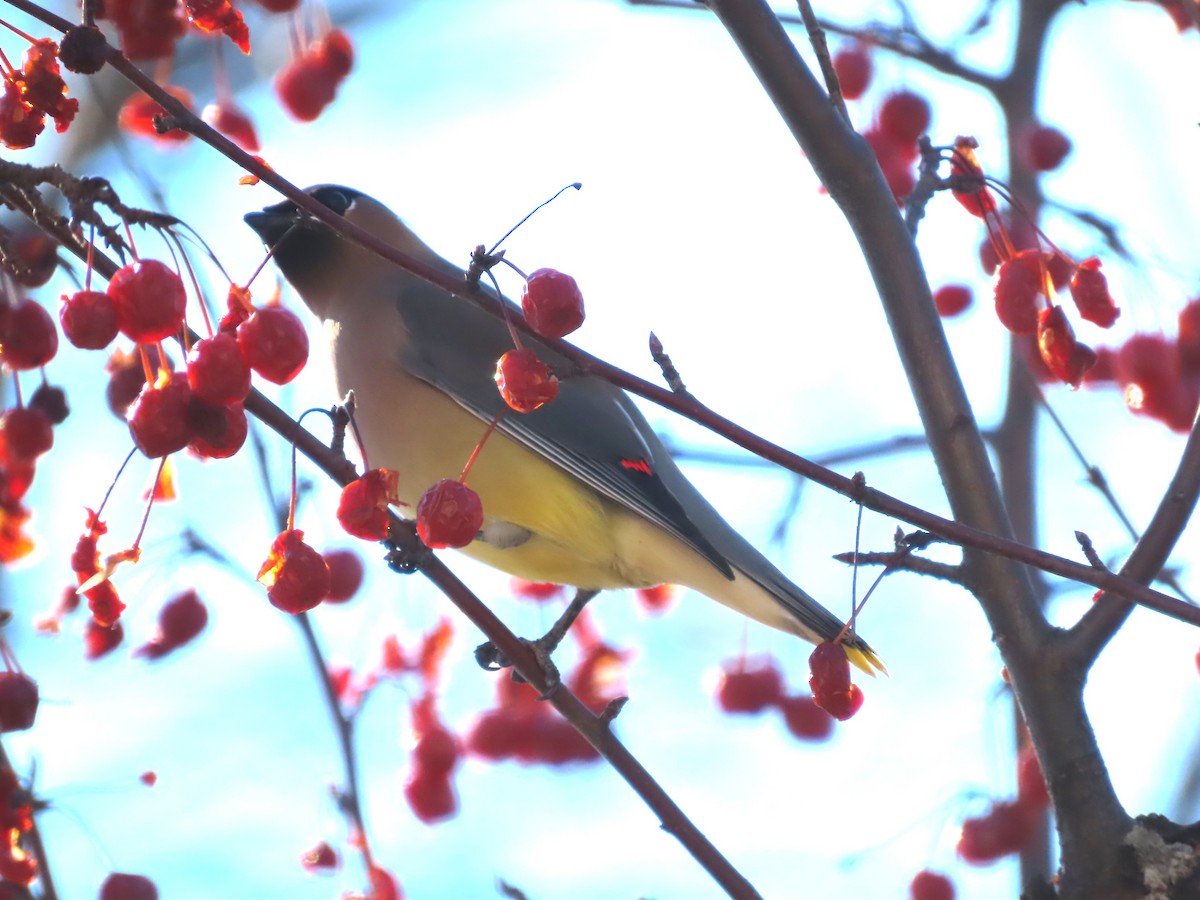 Ampelis Americano - ML651007535