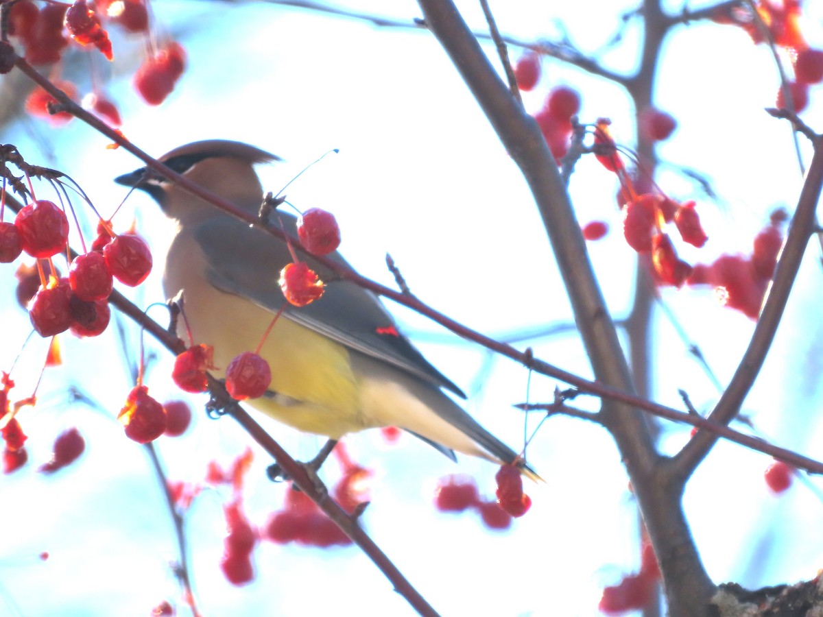 Ampelis Americano - ML651007564