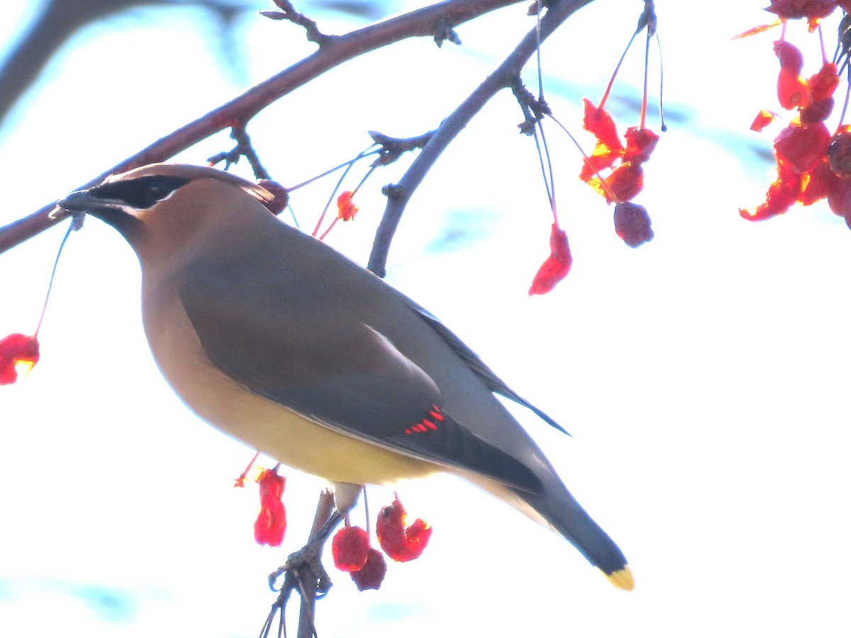 Ampelis Americano - ML651007593