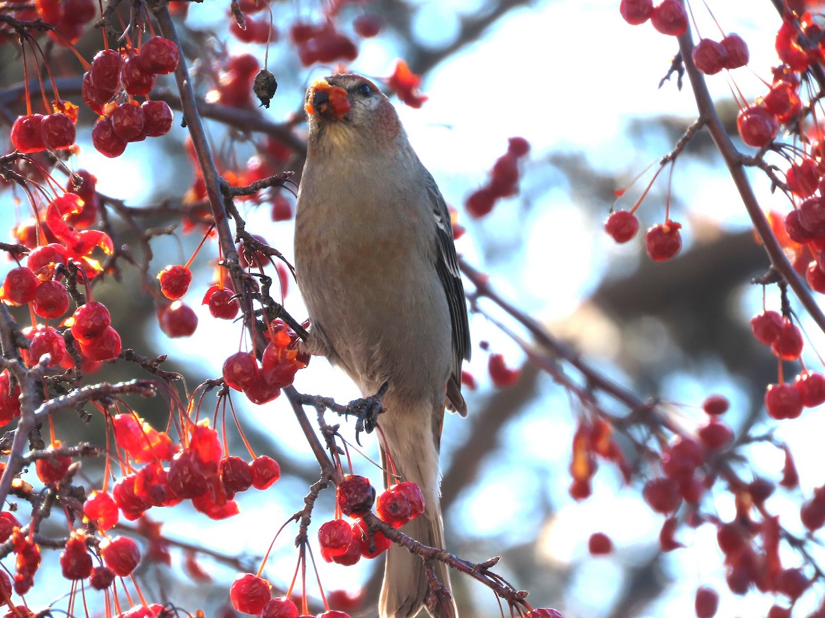 Camachuelo Picogrueso - ML651007643