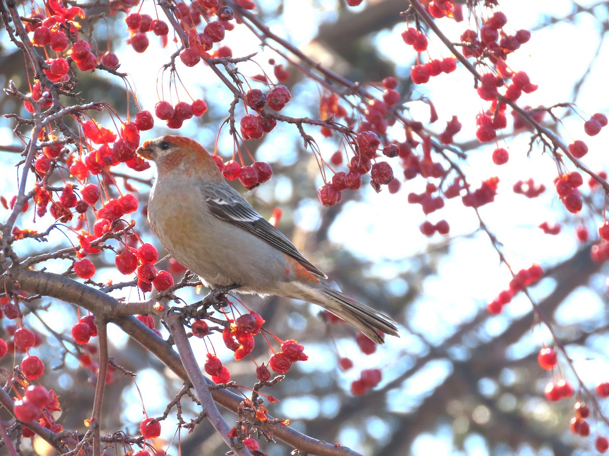 Camachuelo Picogrueso - ML651007670