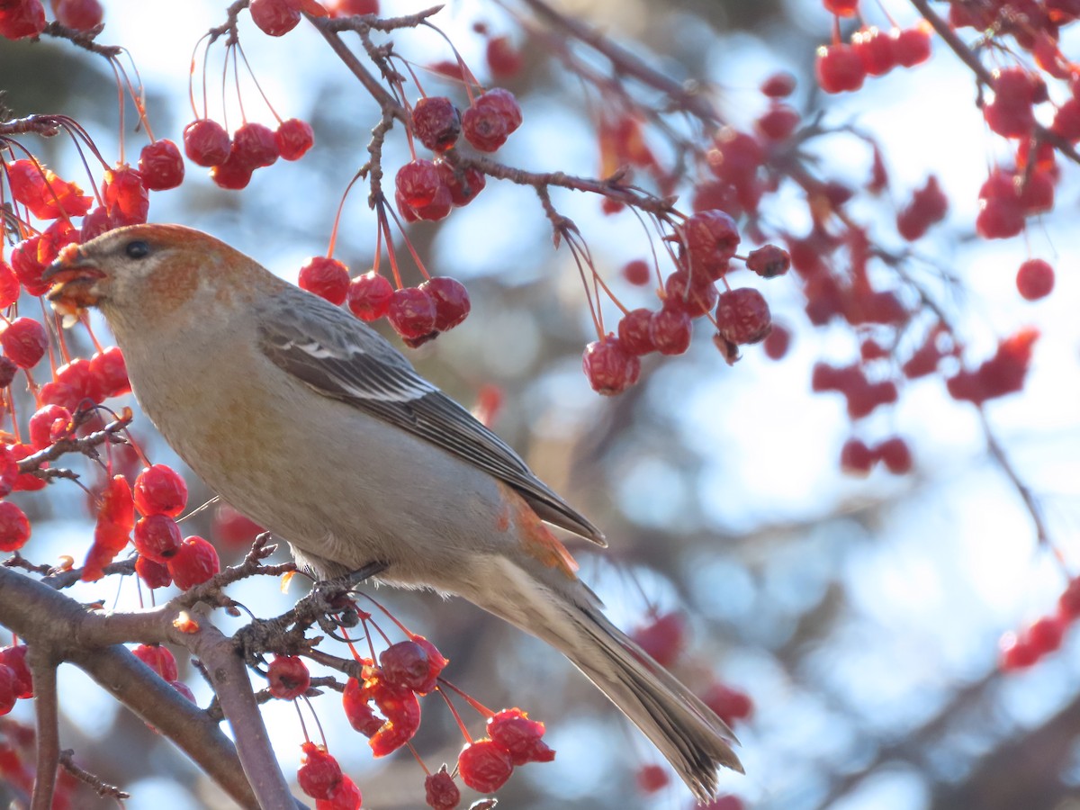 Camachuelo Picogrueso - ML651007695