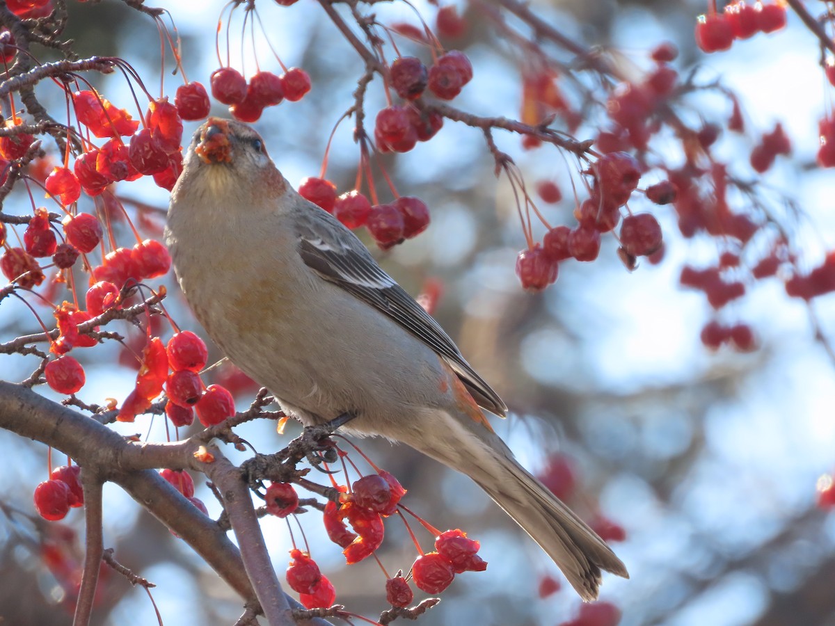 Camachuelo Picogrueso - ML651007711