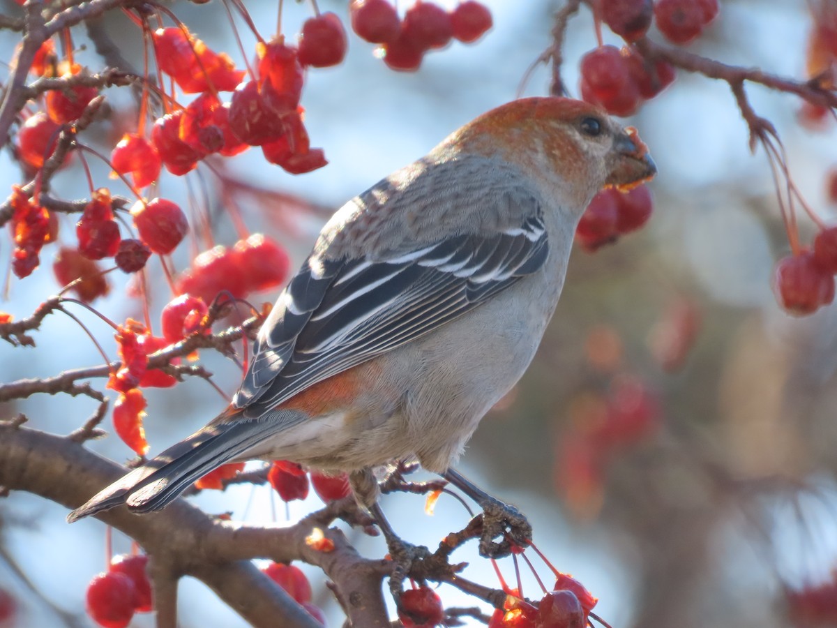Camachuelo Picogrueso - ML651007733