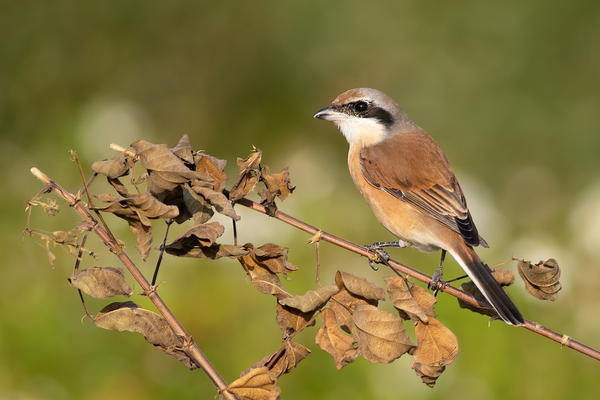 Red-backed Shrike - ML651007757