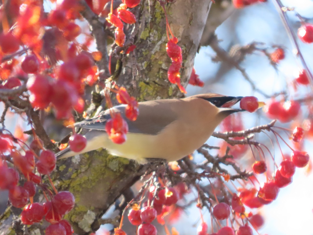 Ampelis Americano - ML651007817