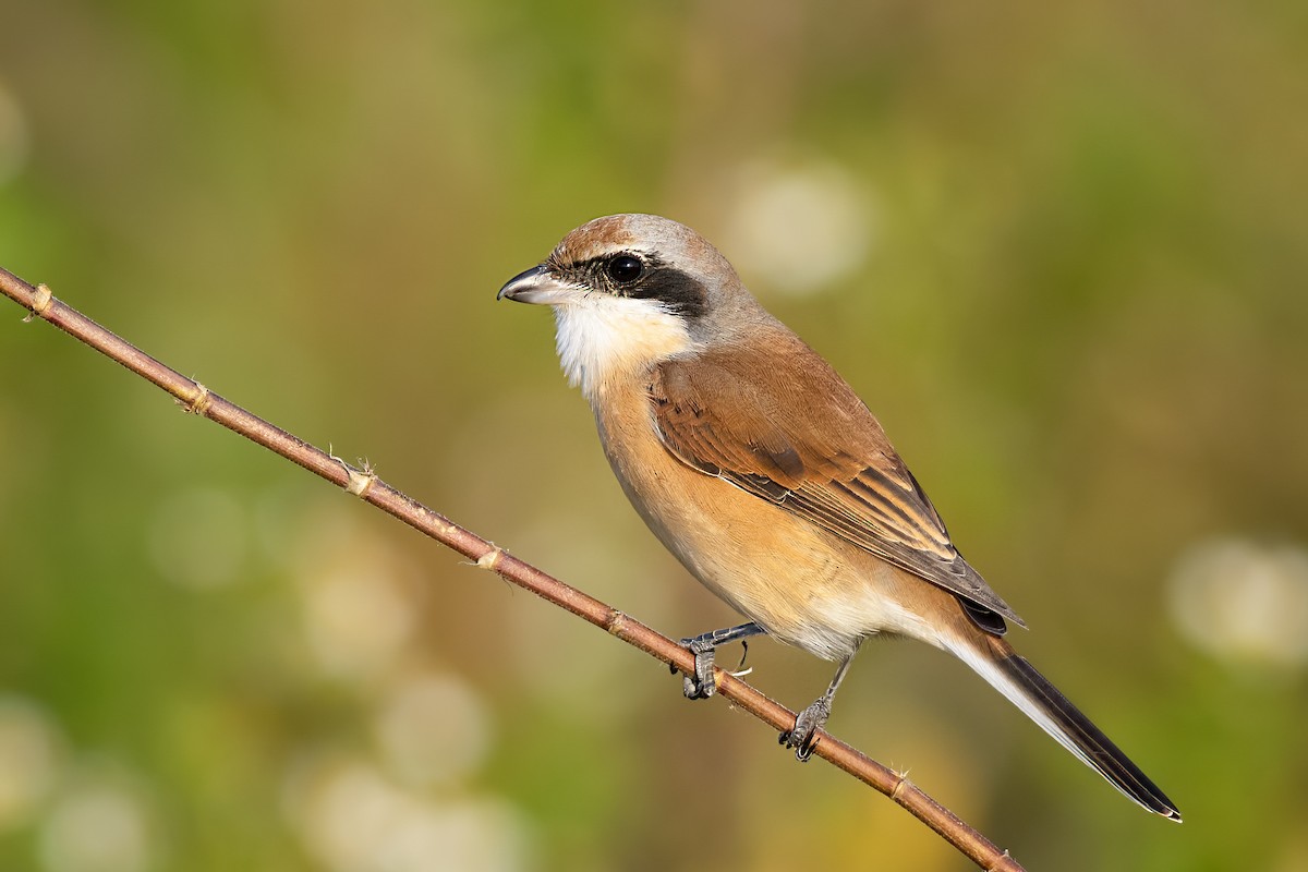 Red-backed Shrike - ML651007824