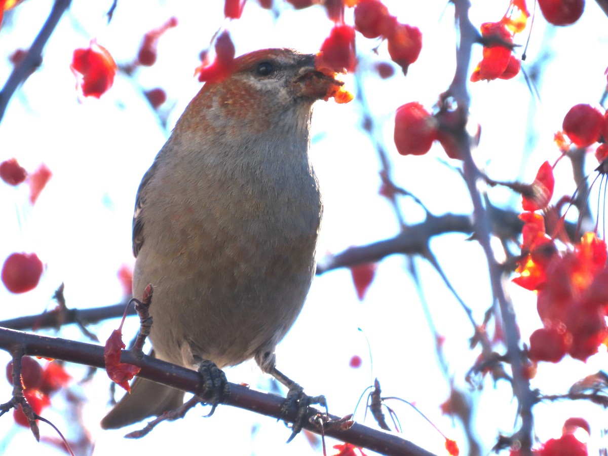 Camachuelo Picogrueso - ML651007872