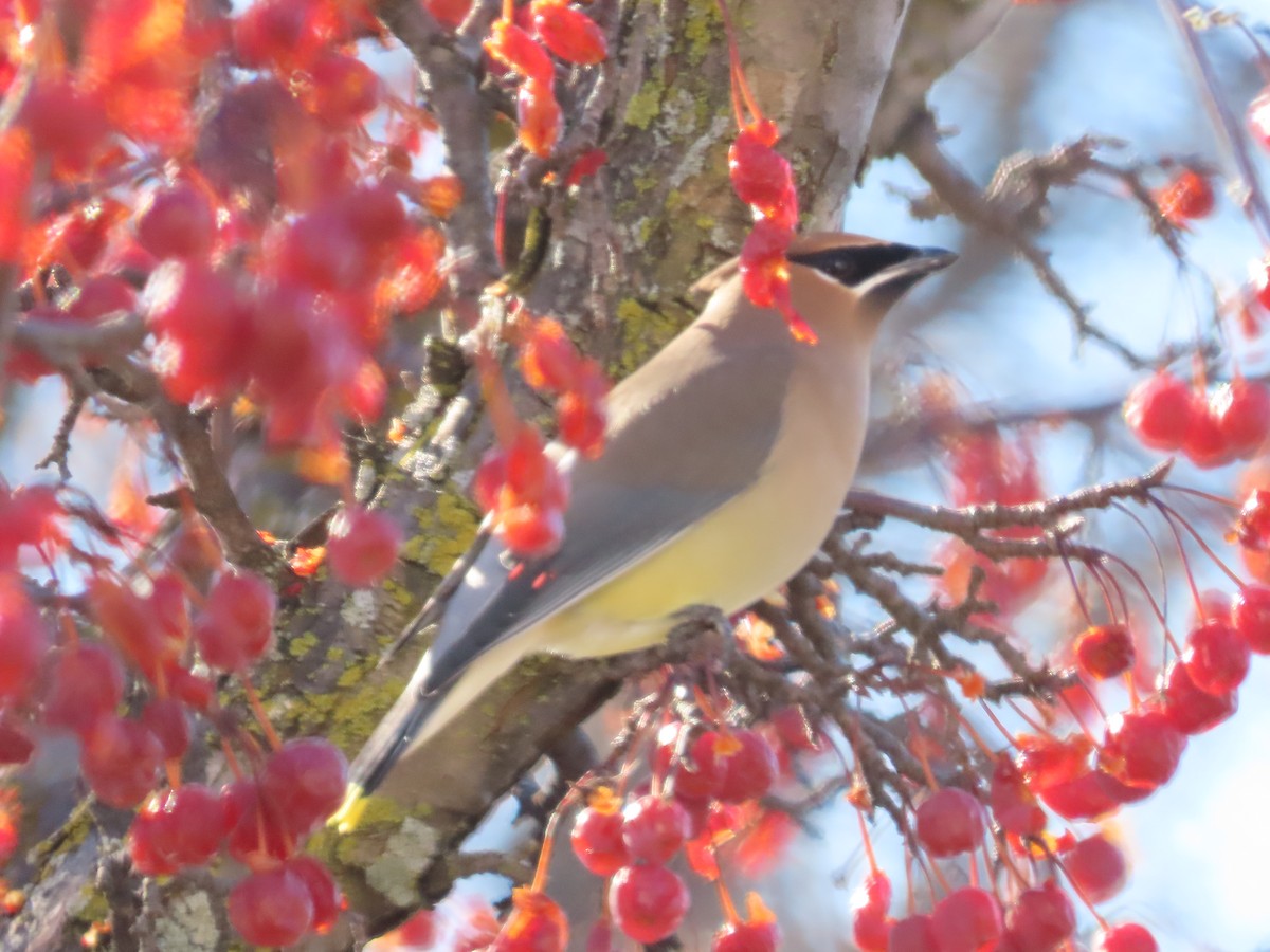 Ampelis Americano - ML651007917