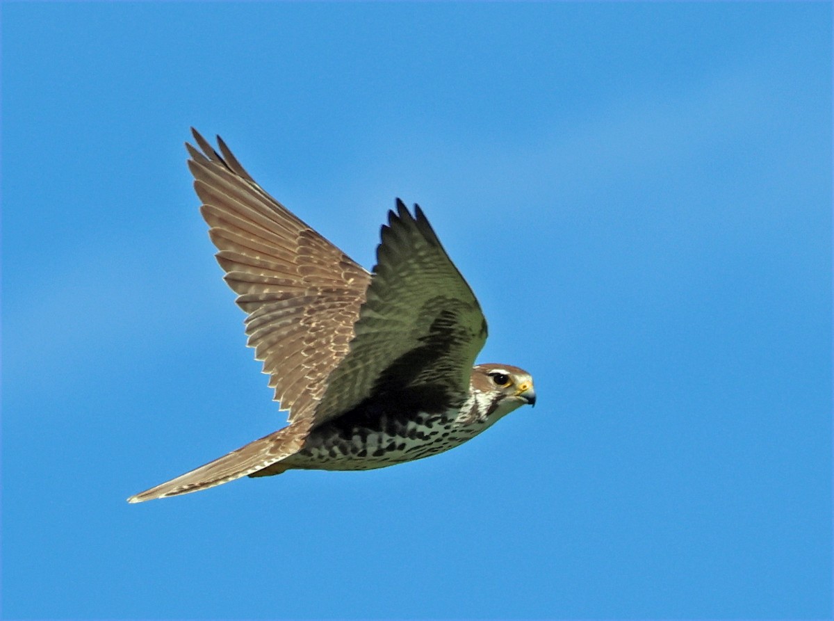 Prairie Falcon - ML651007991