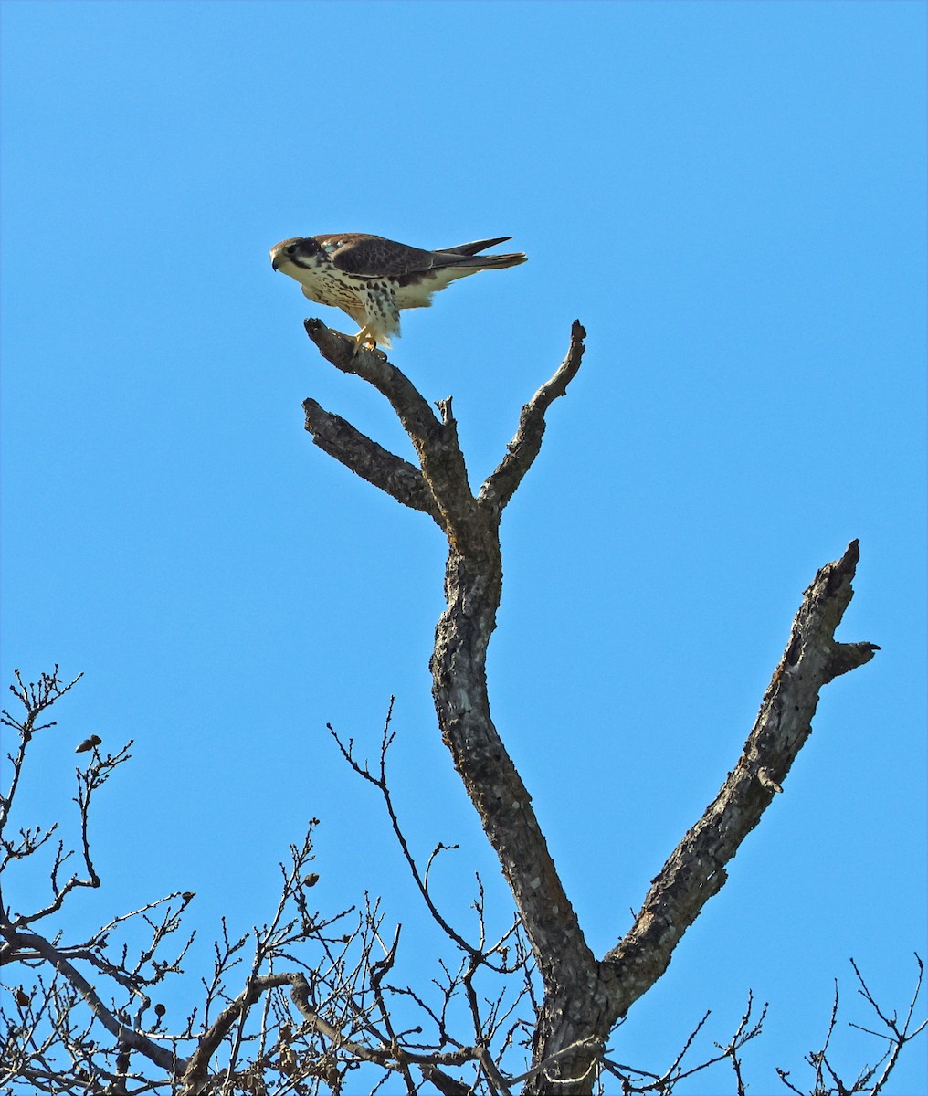 Prairie Falcon - ML651008009