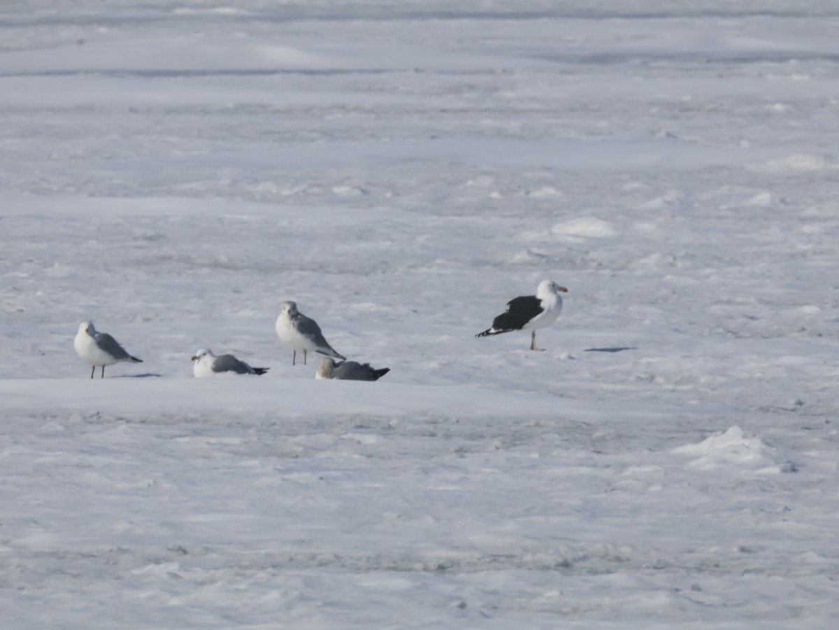 שחף ימי - ML651008386