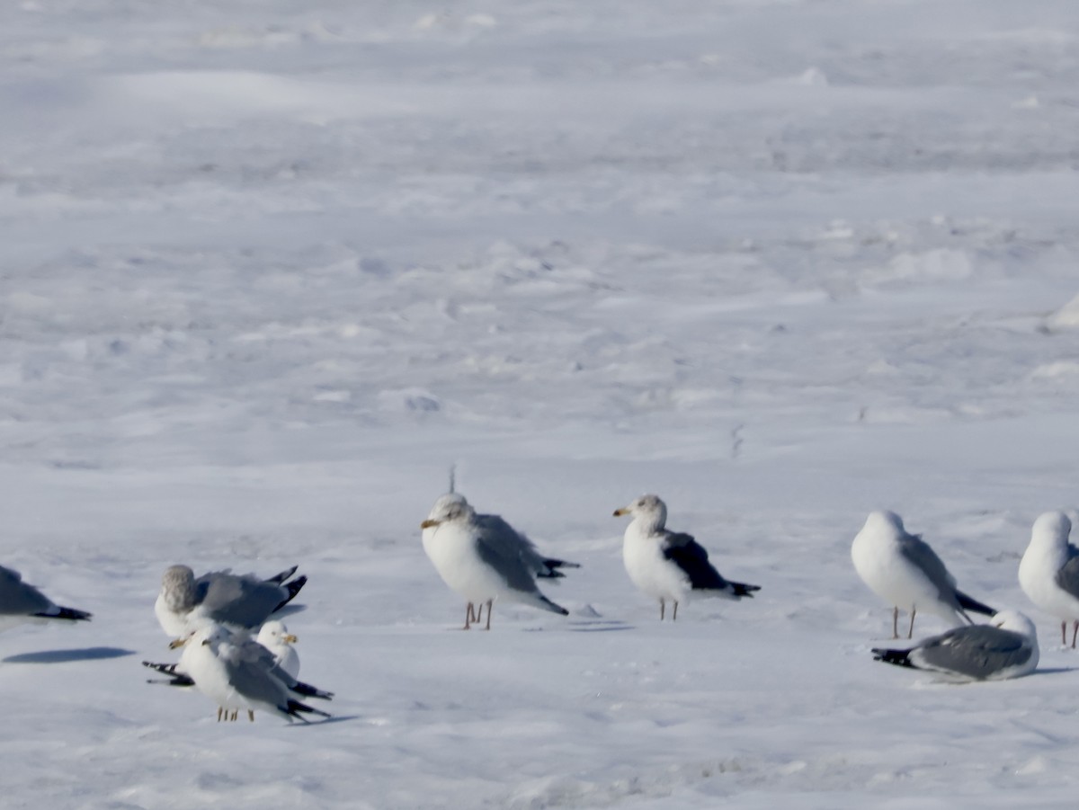 שחף שחור - ML651008408