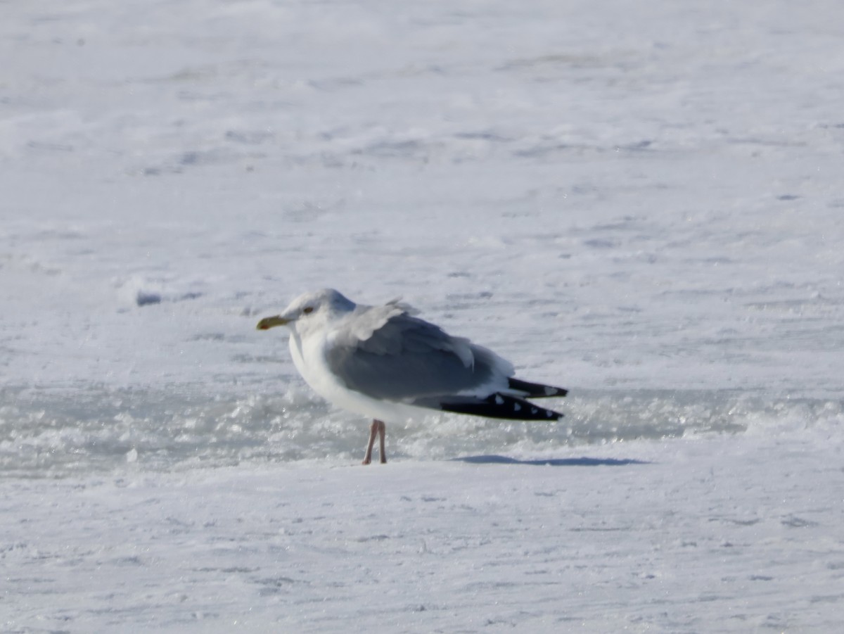 שחף מערבי - ML651008414