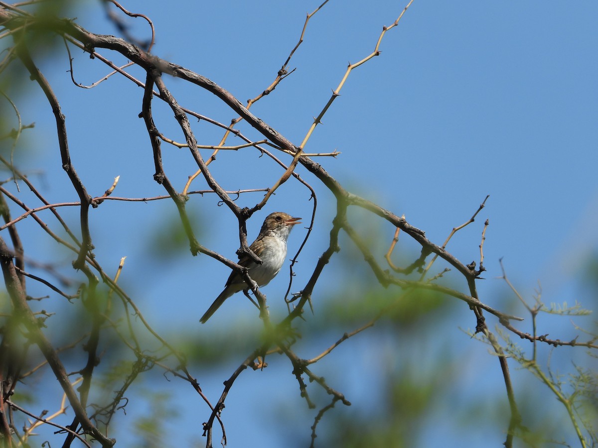 Fulvous-crowned Scrub-Tyrant - ML651008417