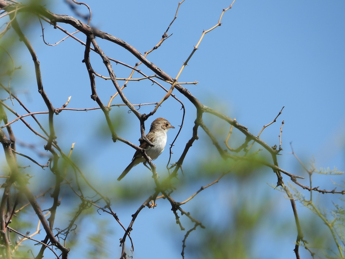 Fulvous-crowned Scrub-Tyrant - ML651008418