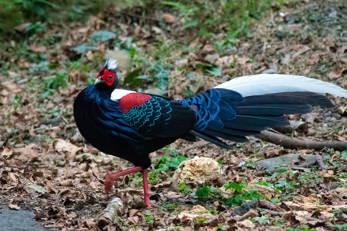Swinhoe's Pheasant - ML651008529