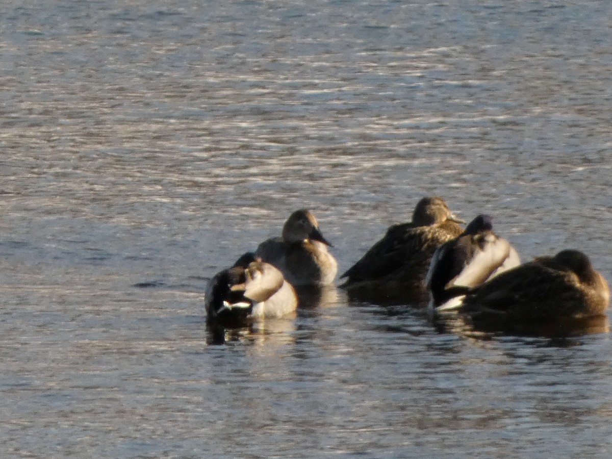 Canvasback - ML651008741