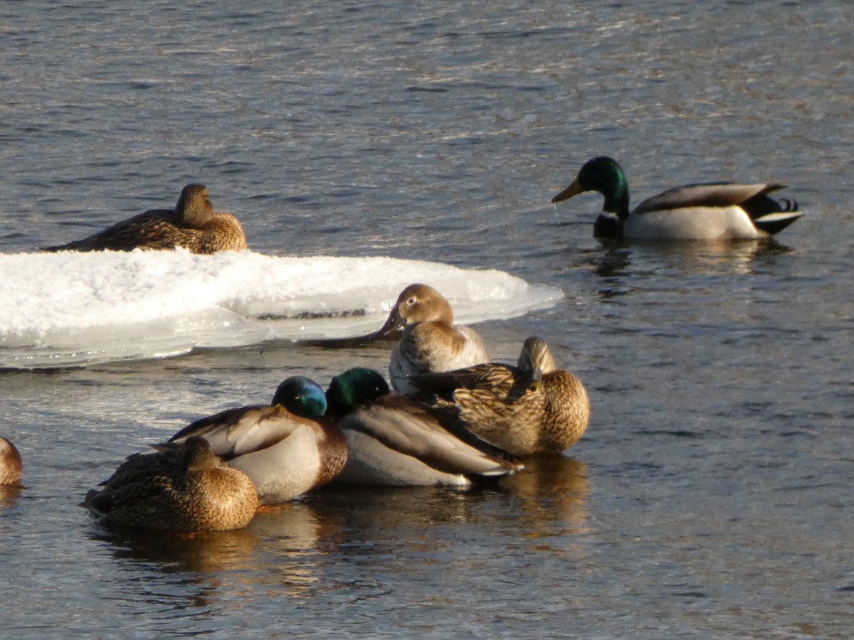 Canvasback - ML651008742