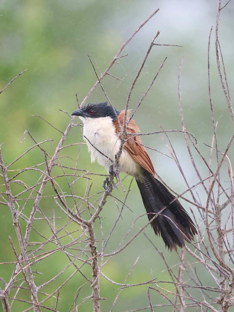 Burchell Kukalı - ML651009116