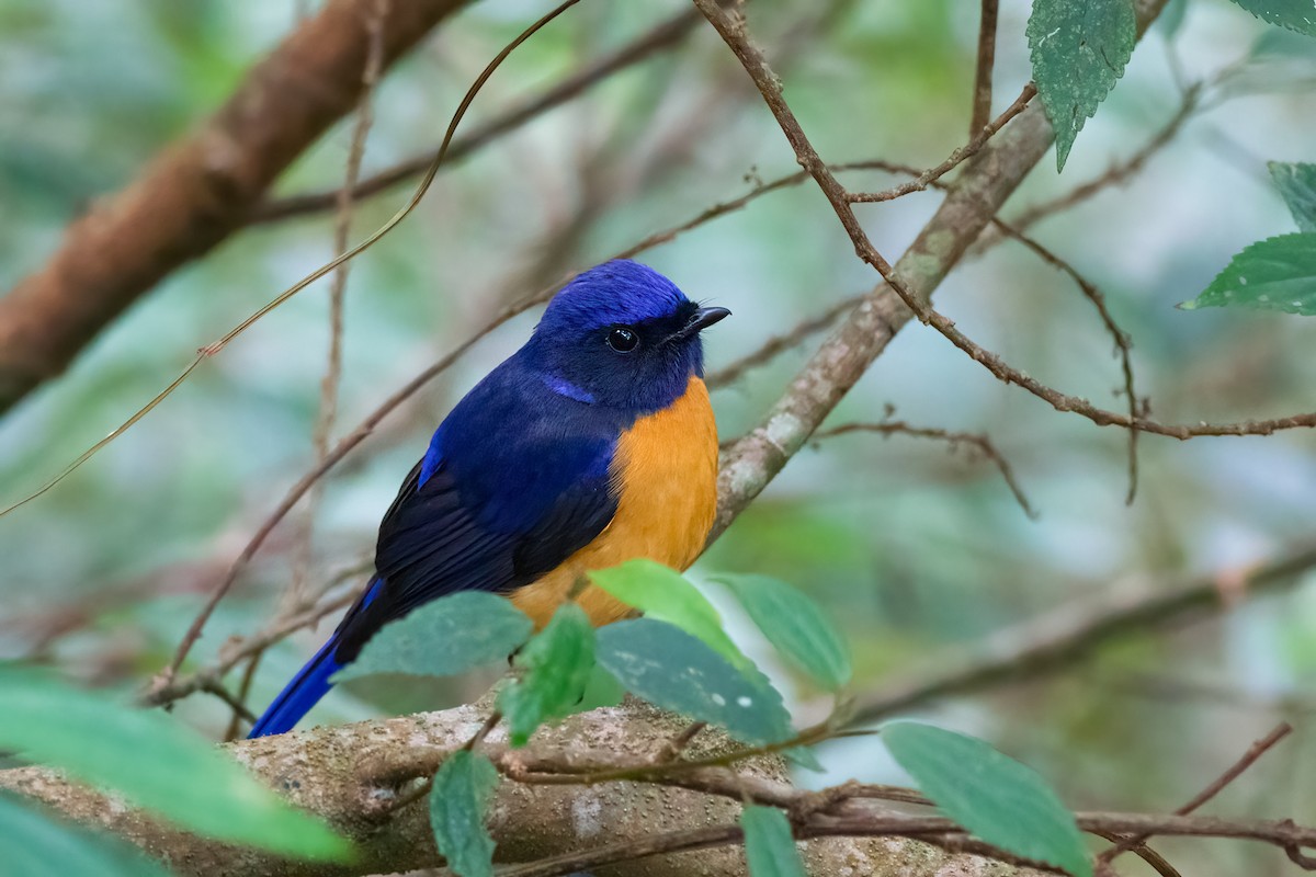 Taiwan Vivid Niltava - ML651009287