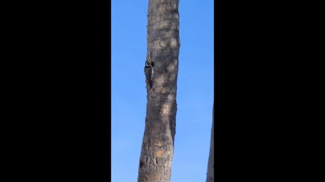 Калифорнийский дятел - ML651009422