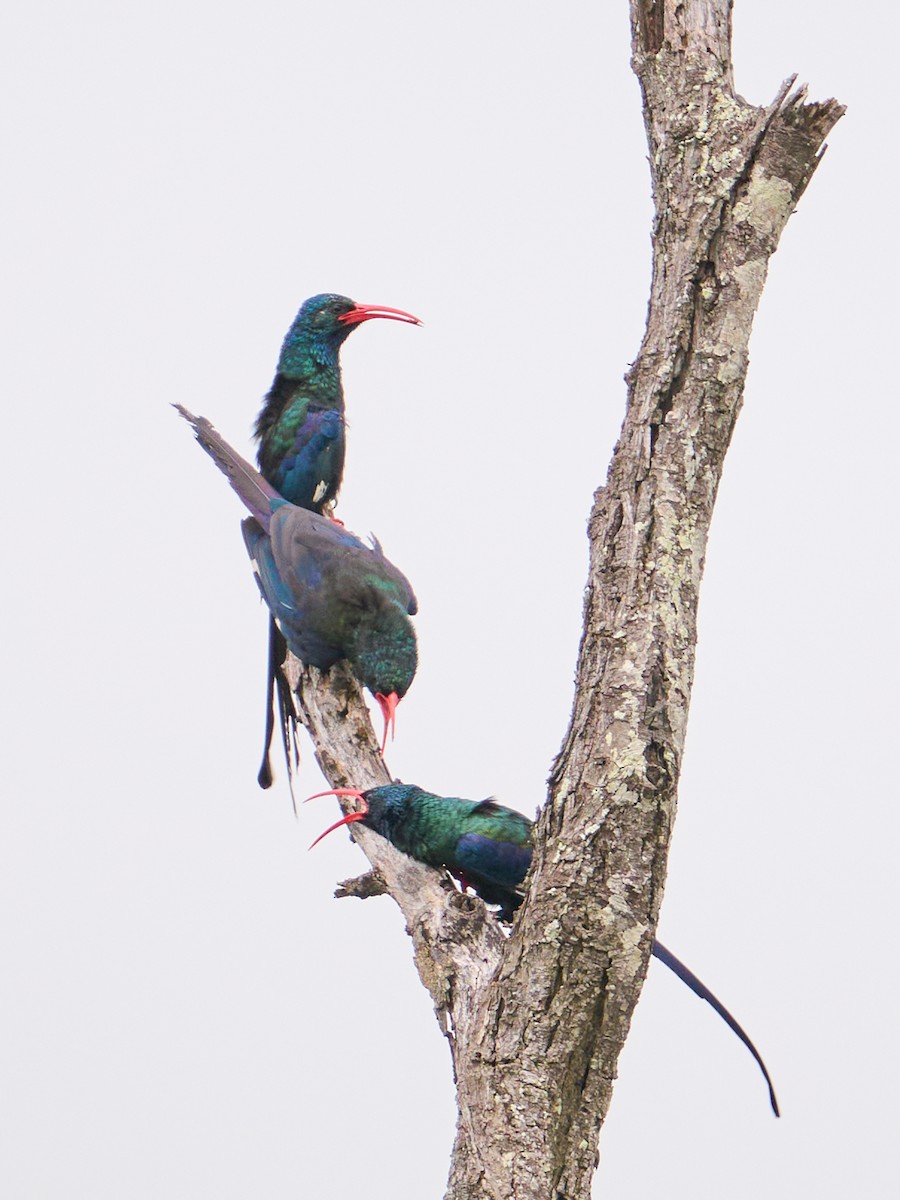 Green Woodhoopoe - ML651009577