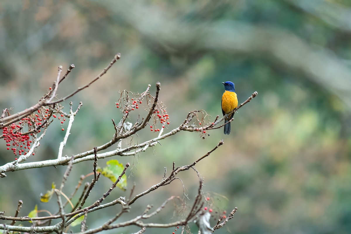 Taiwan Vivid Niltava - ML651009666