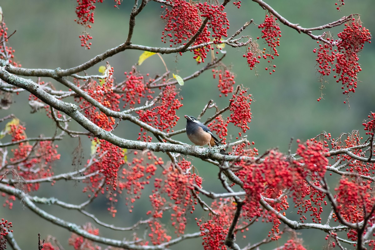 White-eared Sibia - ML651009677