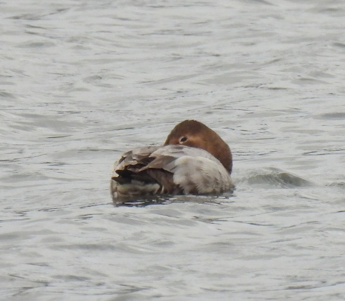 Canvasback - ML651009912