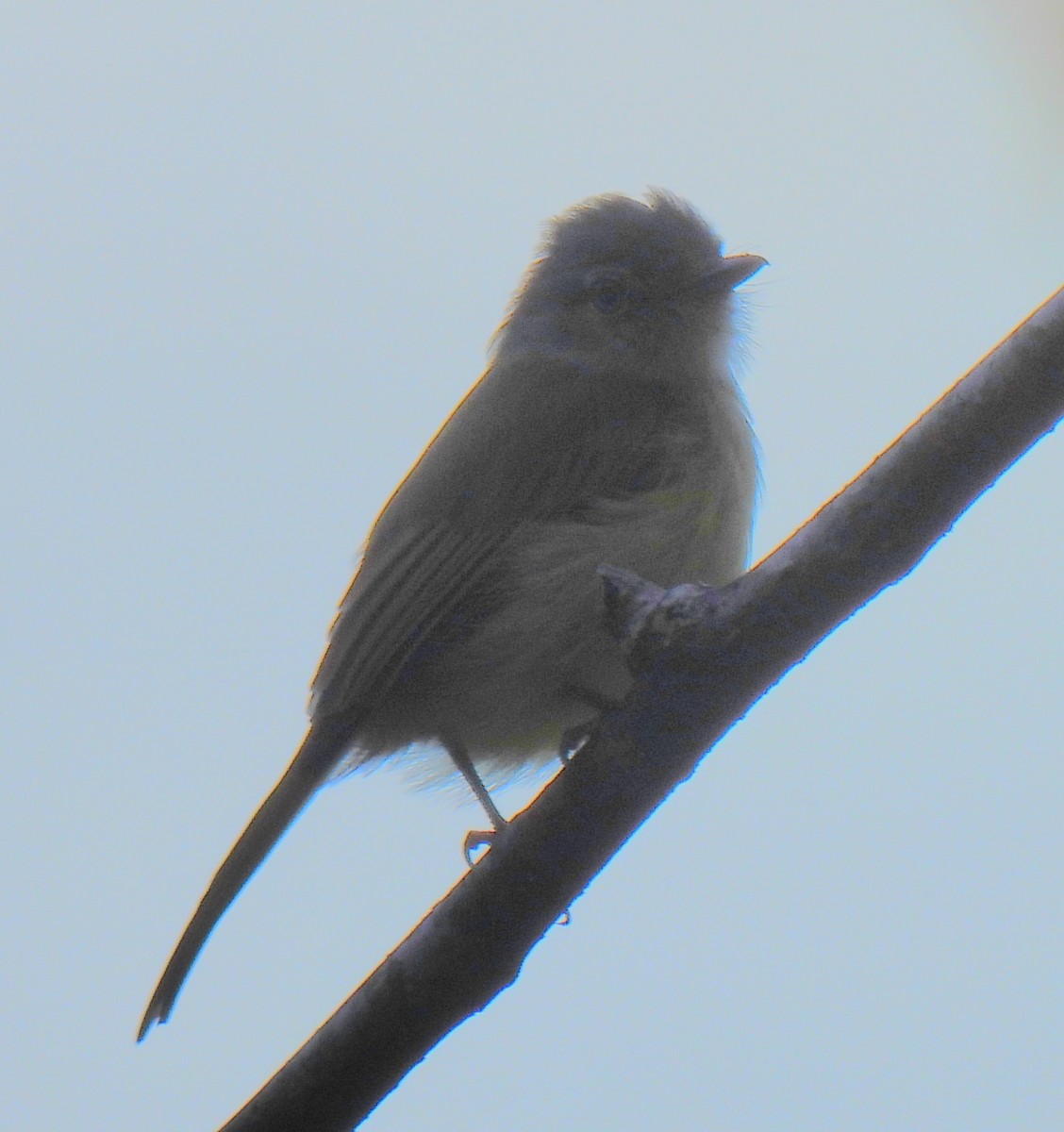 ヒラハシハエトリ - ML651009989