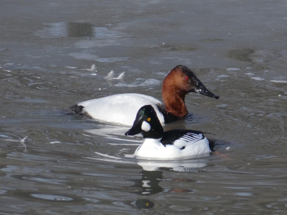 Canvasback - ML651010039