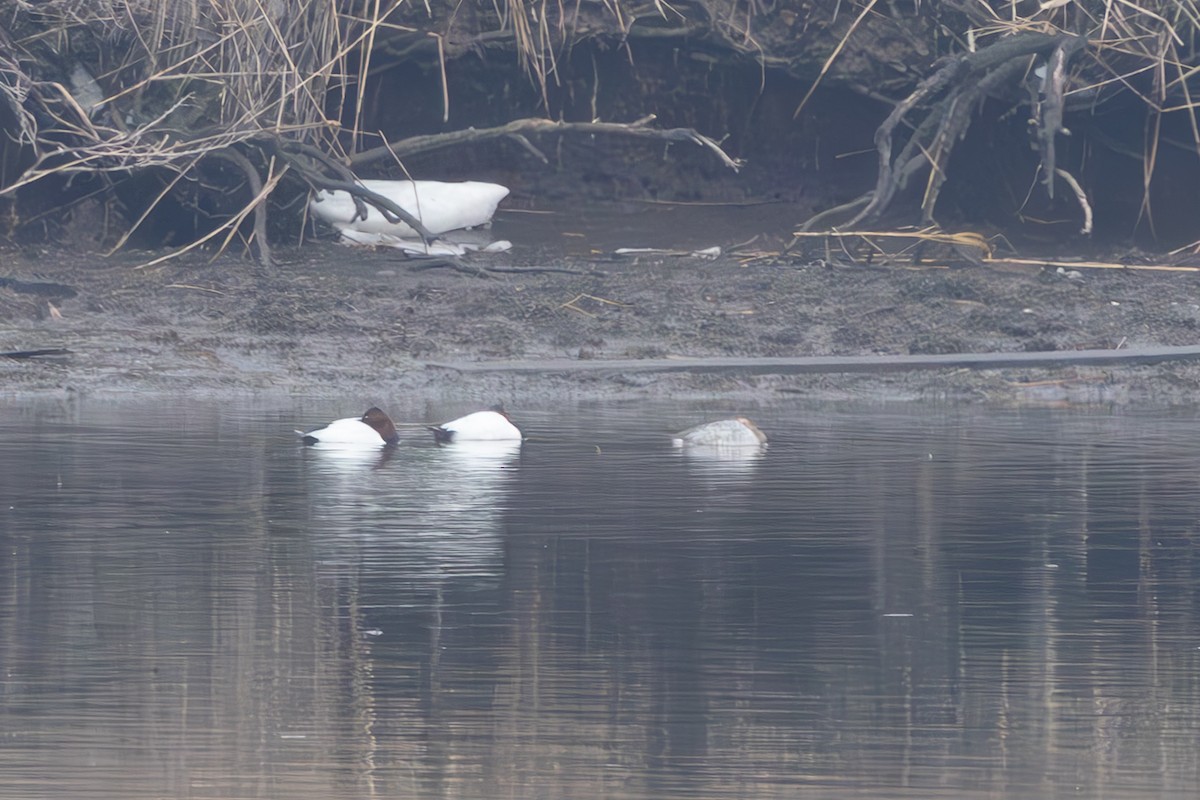Canvasback - ML651010122