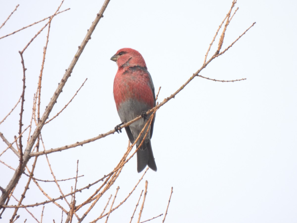 Pine Grosbeak - ML651010471