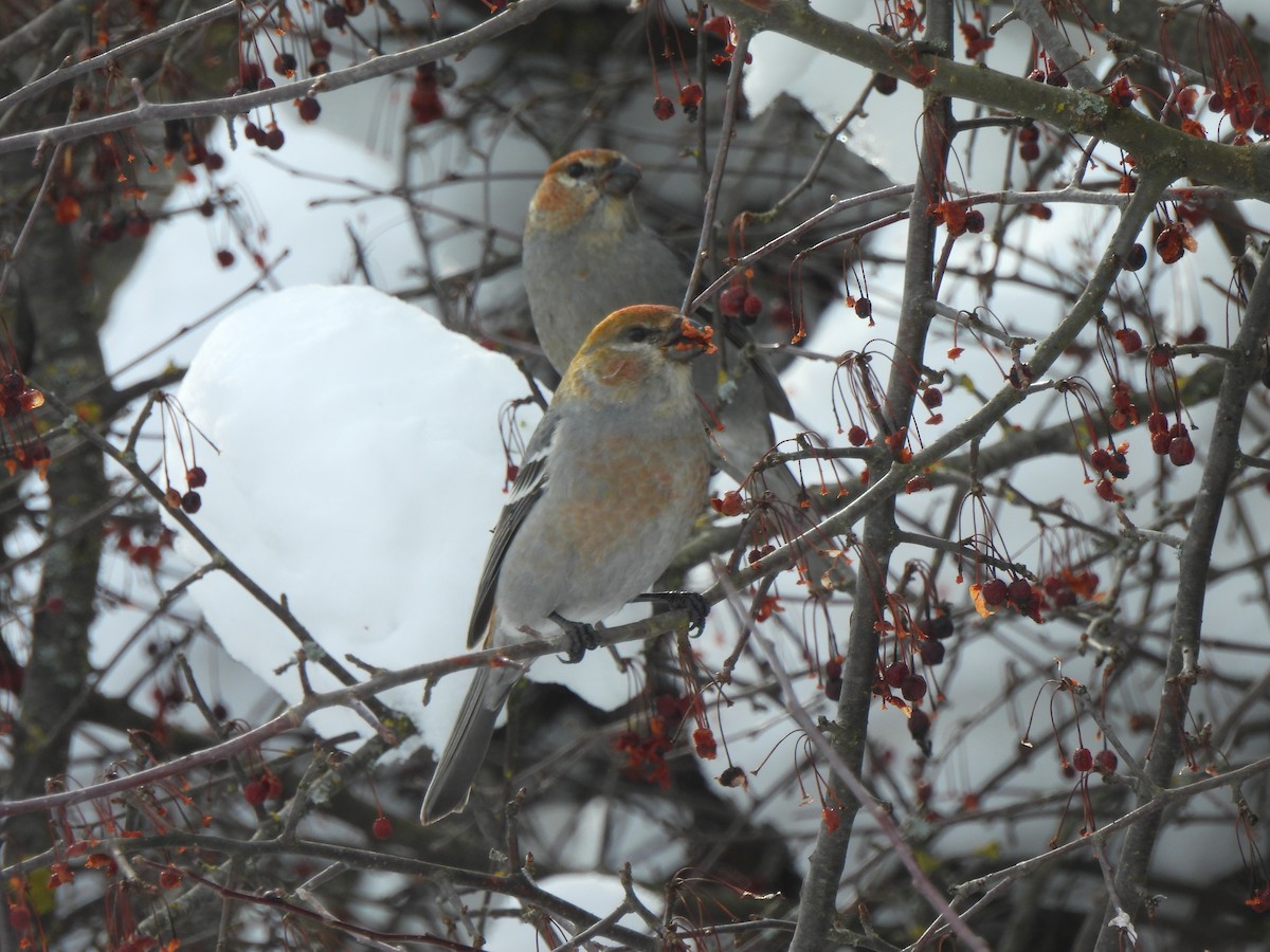 Pine Grosbeak - ML651010493