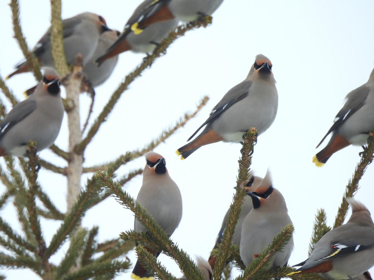 Bohemian Waxwing - ML651010522
