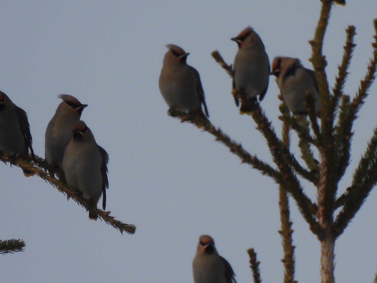 Bohemian Waxwing - ML651010530