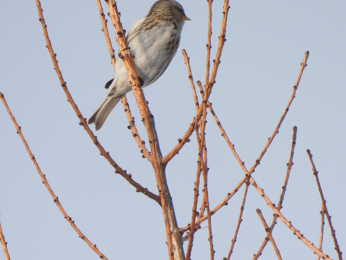 Redpoll - ML651010544