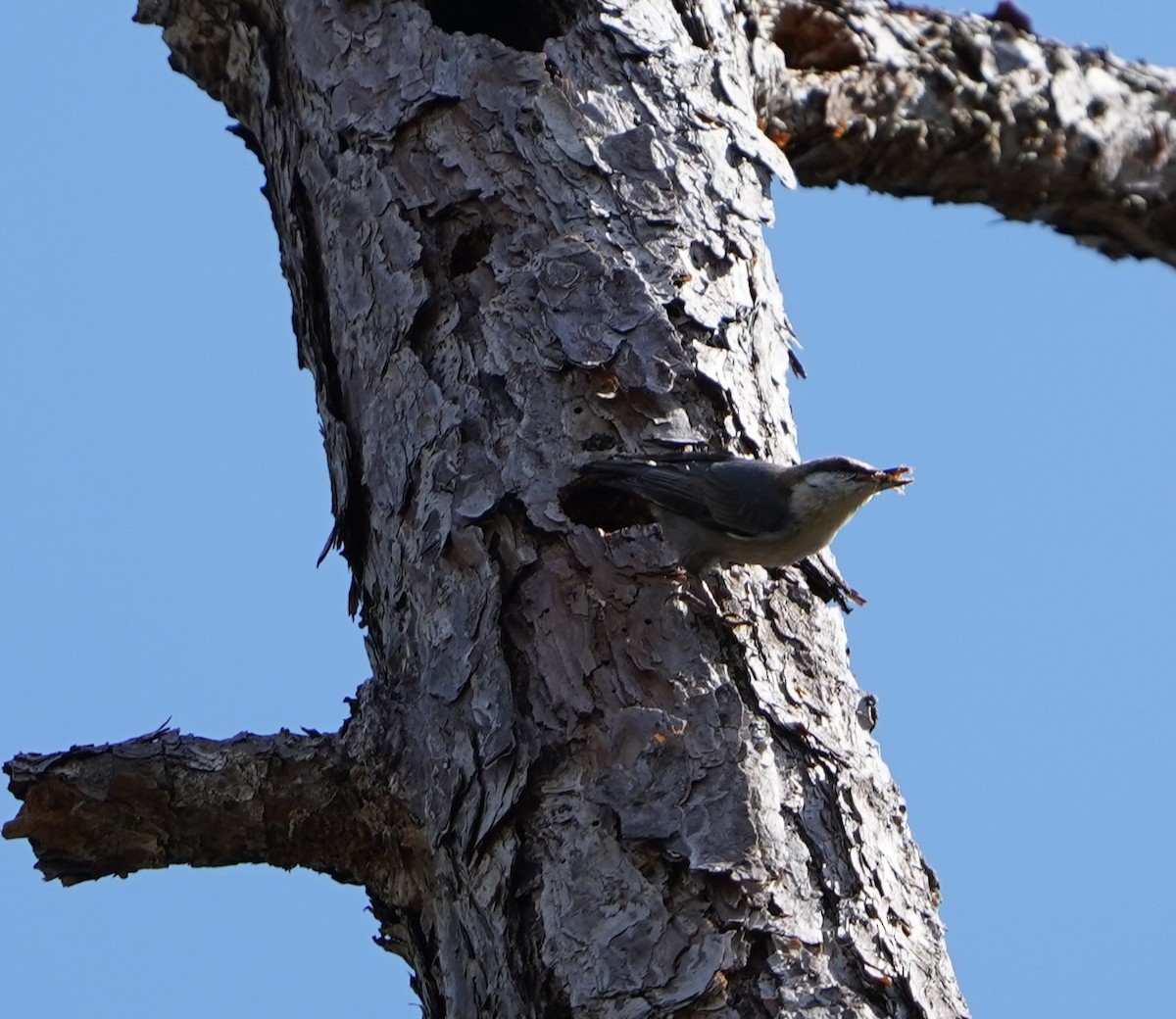 Boz Başlı Sıvacı - ML651011438