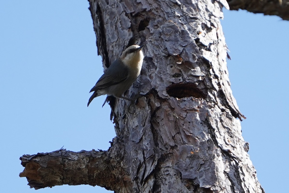 Boz Başlı Sıvacı - ML651011439